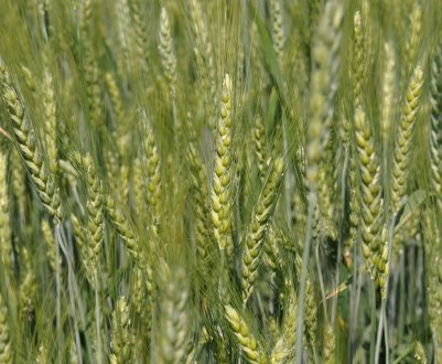 Підживлення пшениці карбамідом