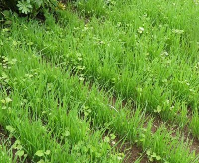 Як садити овес як сидерат восени