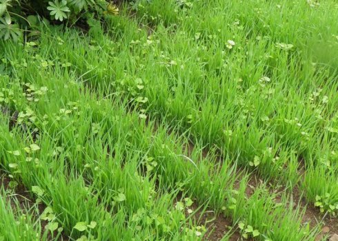 Як садити овес як сидерат восени