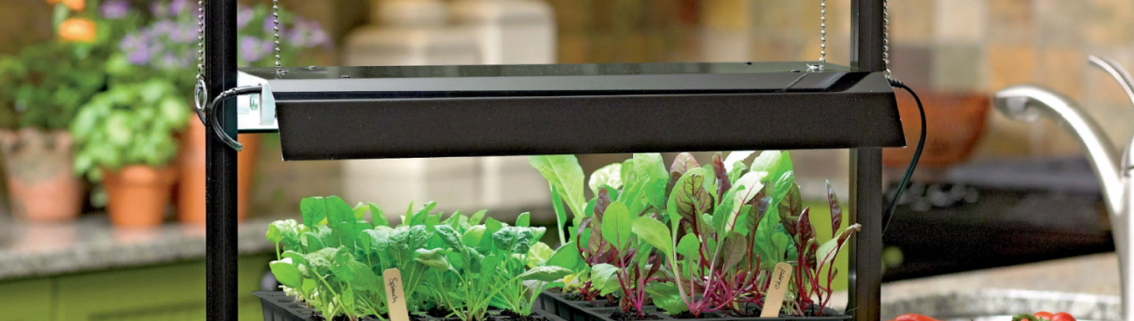 Маленький огород у квартирі