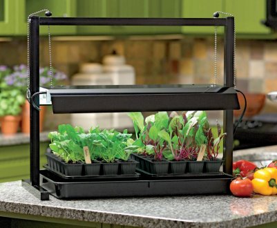 Маленький огород у квартирі