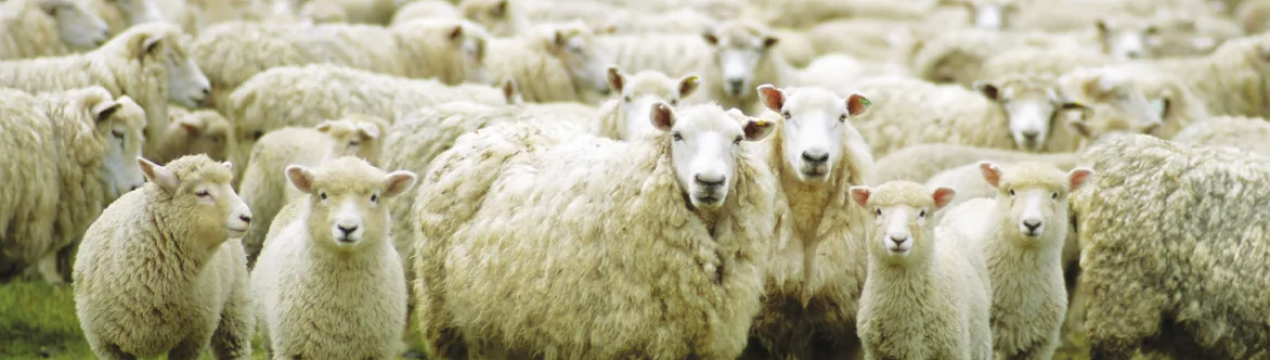 Ірландський фермер спав у полі після смерті вівець