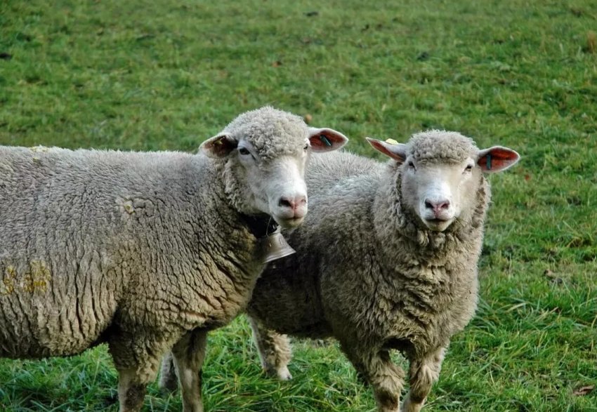 Ірландський фермер спав в полі після гибелі овець