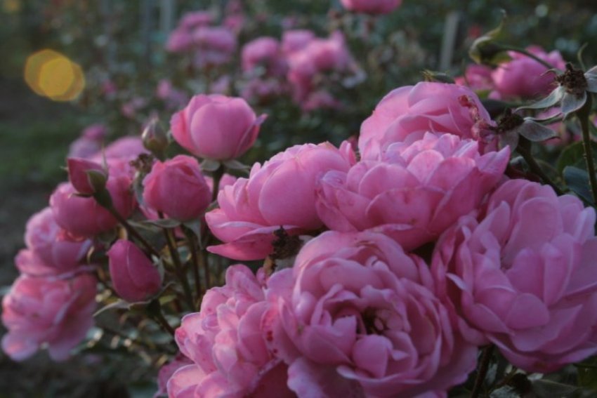 Троянда Morena 2002 Троянда Morena 2002