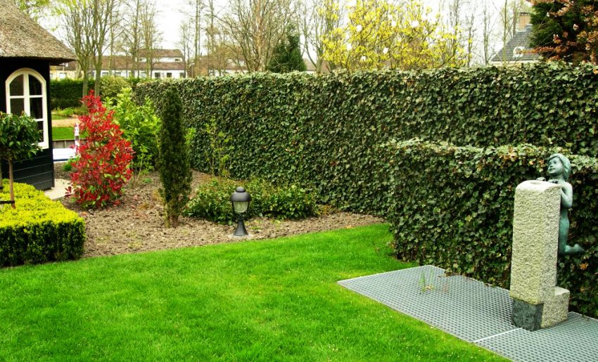 Живий паркан на ділянці