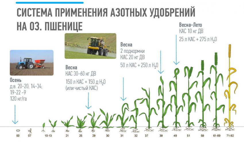 Схема внесения азотных удобрения для озимой пшеницы
