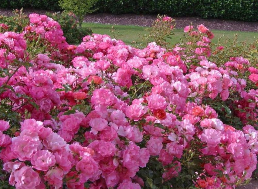 Троянди Maxivita Троянди Maxivita