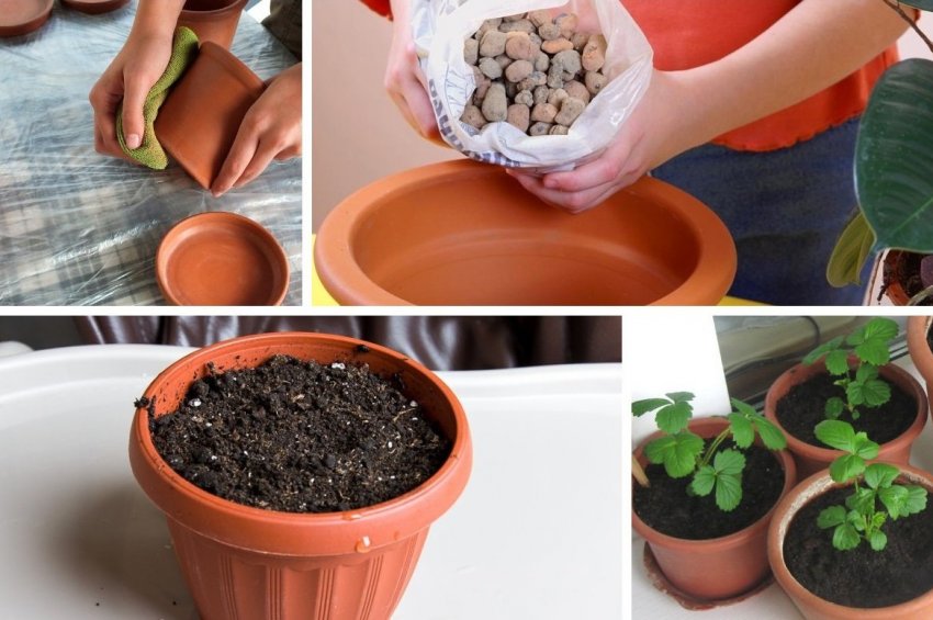 Вирощування полуниці в квіткових горщиках на балконі Вирощування полуниці в квіткових горщиках на балконі