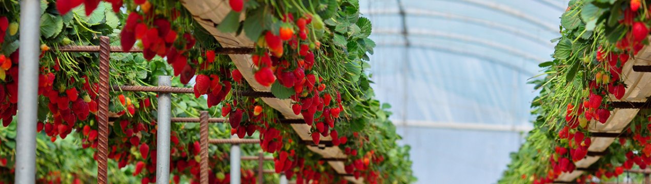 Секрети круглорічного вирощування полуниці