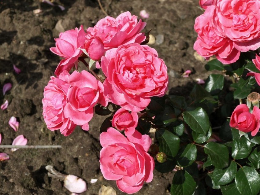 Троянда Berleburg Троянда Berleburg