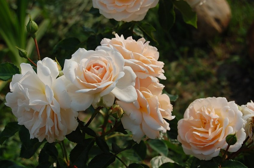 Троянди Isarperle Троянди Isarperle