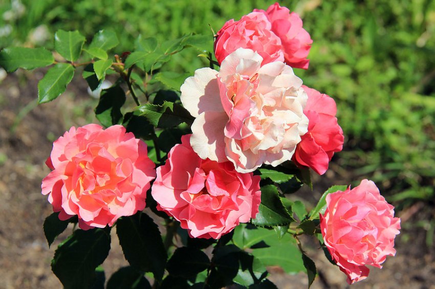 Троянда Jean Cocteau Троянда Jean Cocteau