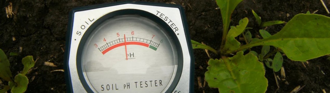 Як знизити кислотність ґрунту в саду?
