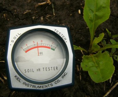 Як знизити кислотність ґрунту в саду?