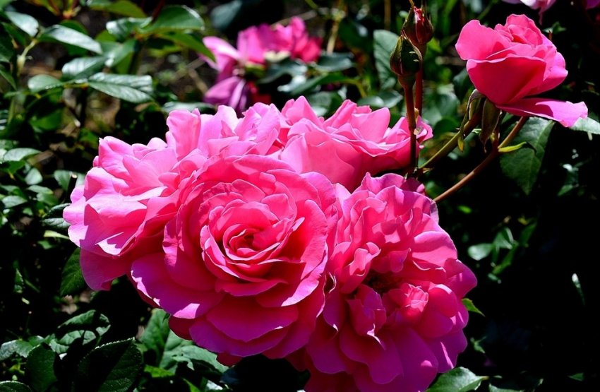 Троянда Deborah Троянда Deborah