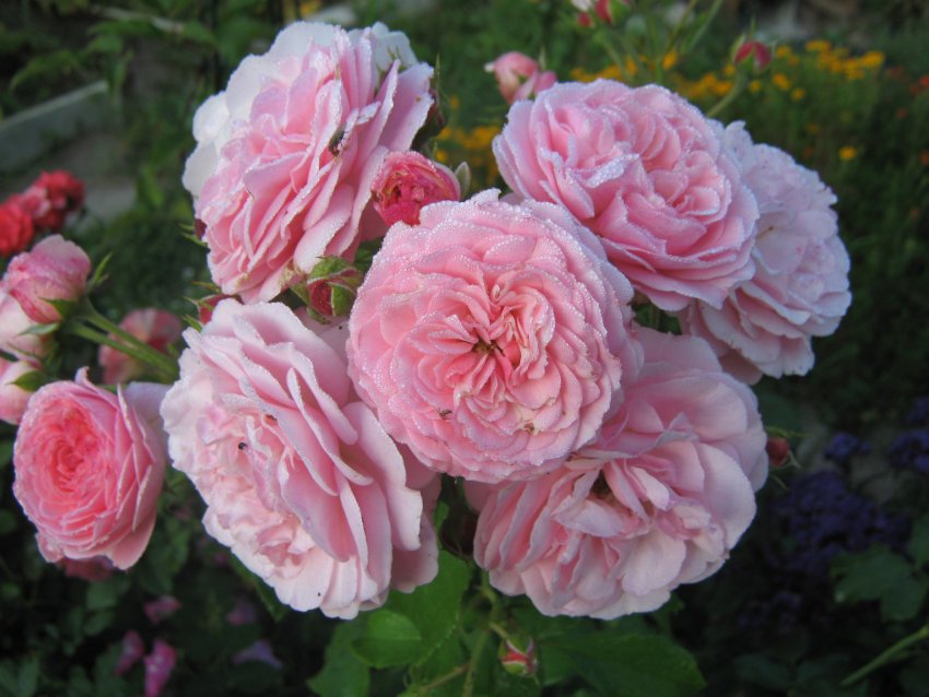 Троянда Saremo Троянда Saremo