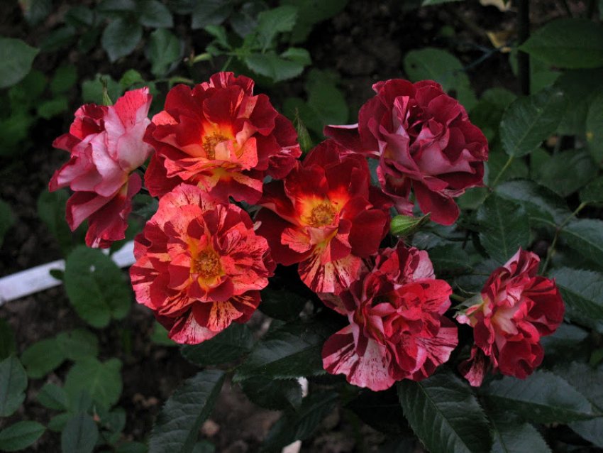 Троянди Summer Lodge Троянди Summer Lodge