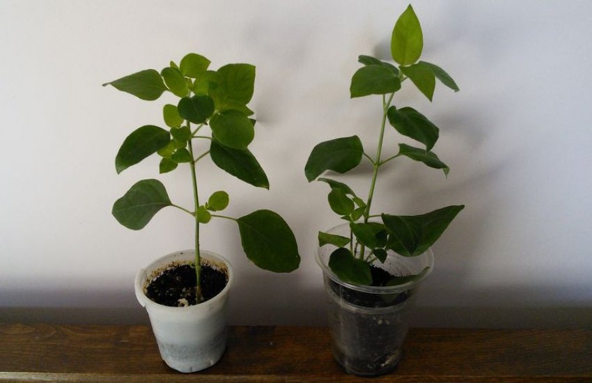 Белопероне з насіння