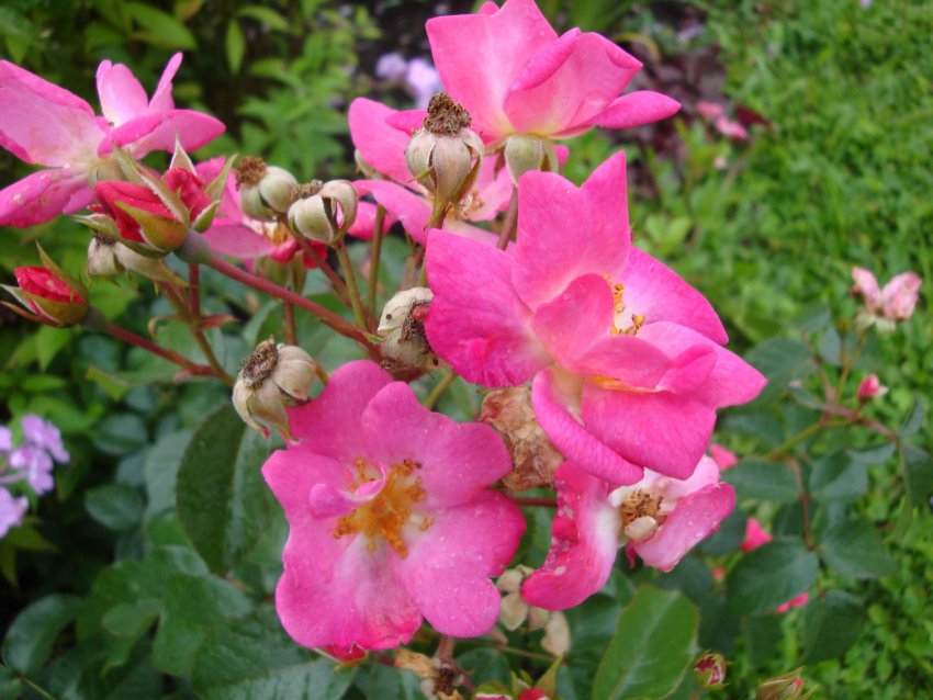 Троянда Siesta Троянда Siesta