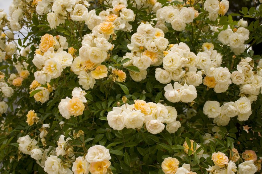 Троянди Ghislaine de Feligonde Троянди Ghislaine de Feligonde