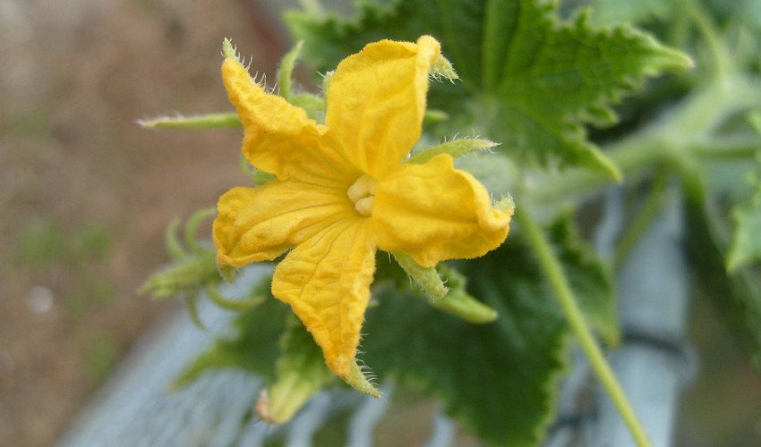 Цвітіння огірків