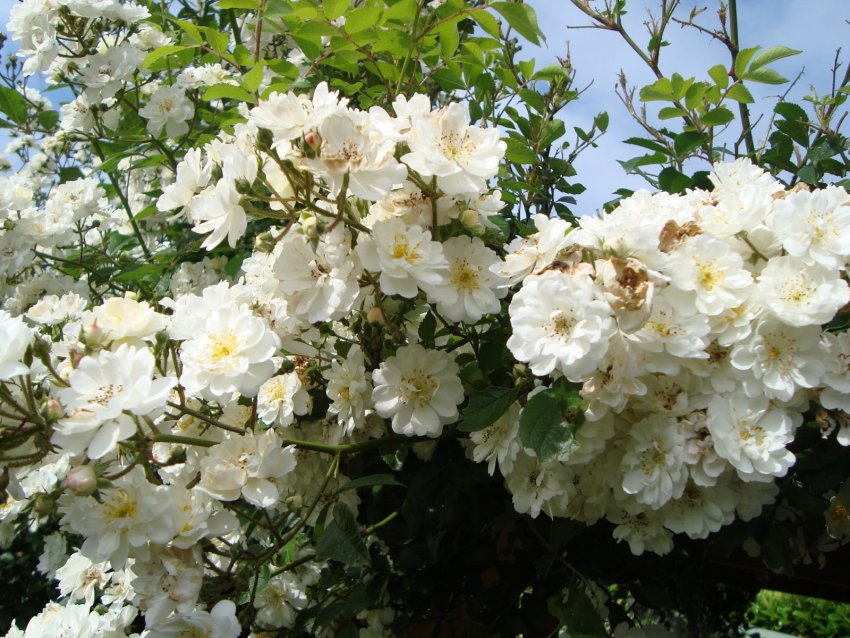 Троянди Guirlande Троянди Guirlande