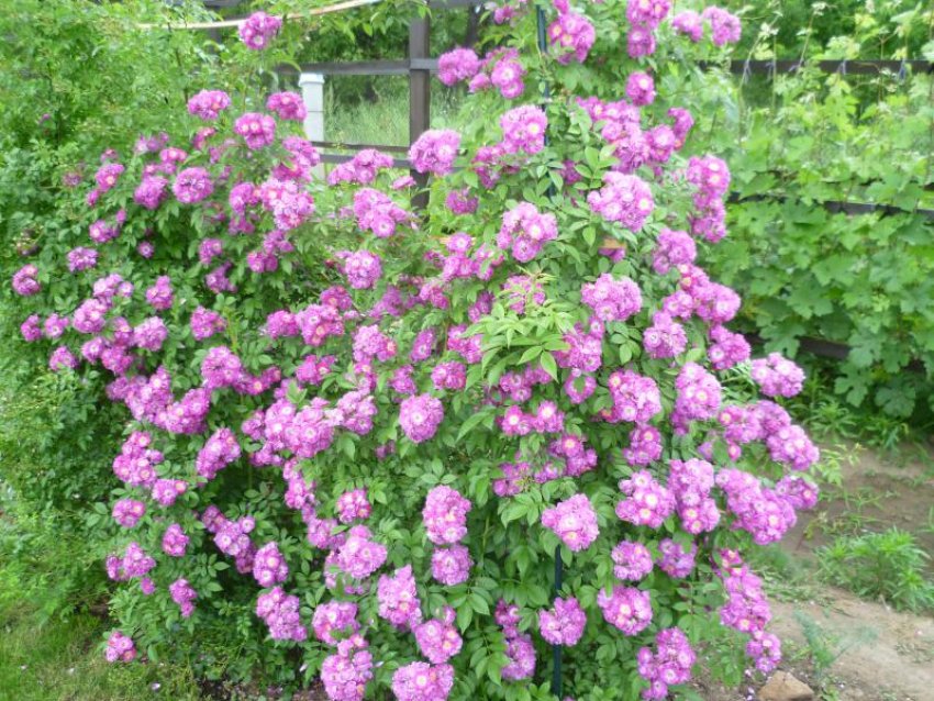 Троянди Perennial Blue Троянди Perennial Blue