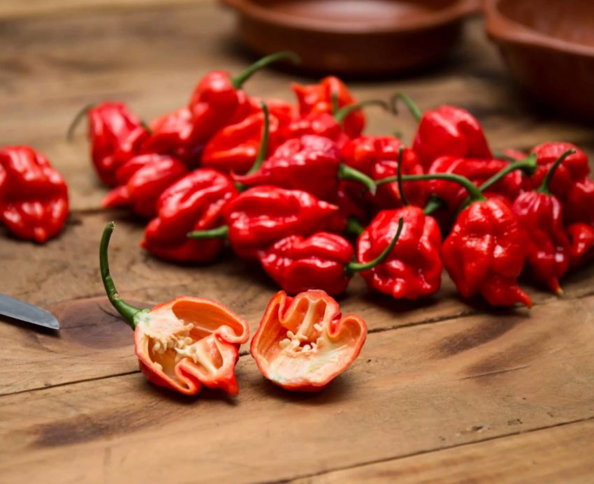 Каролінський жнец Каролінський жнец