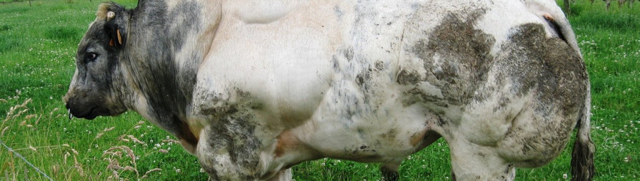 Бельгійська блакитна м'ясна порода корів: характеристика, догляд і годування