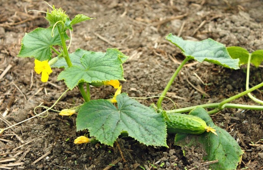 Плодоношення огірків