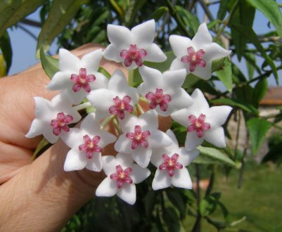 Квітка хойя: як доглядати в домашніх умовах