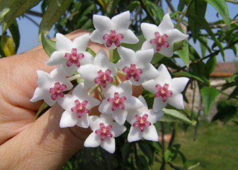 Квітка хойя: як доглядати в домашніх умовах