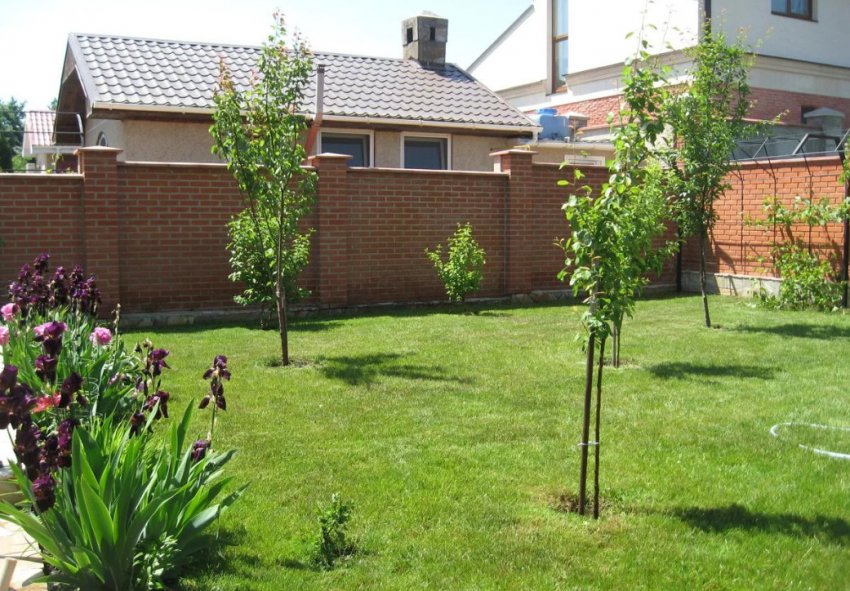 Молодий плодовий сад