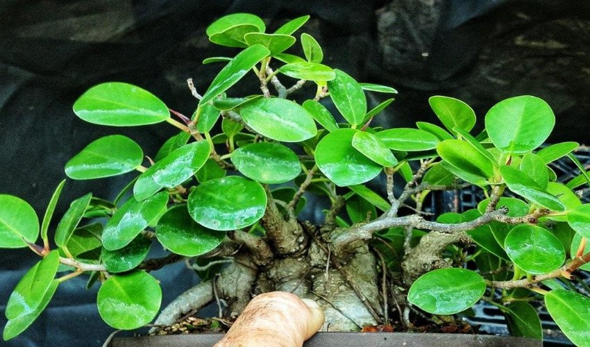 Фікус гинсенг