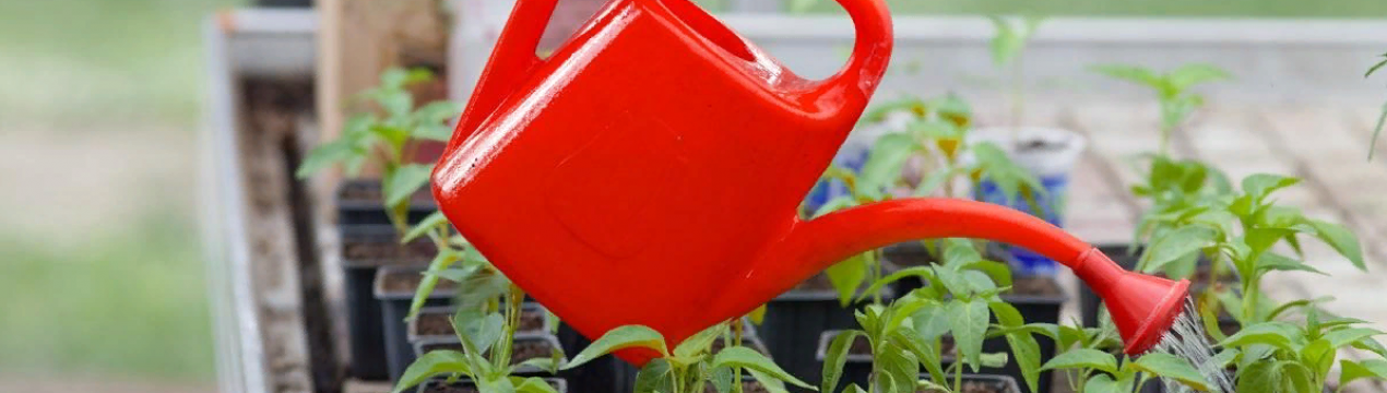 Правильний полив розсади