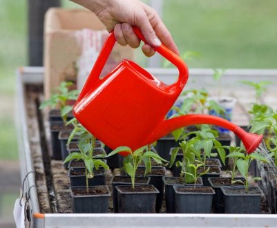 Правильний полив розсади