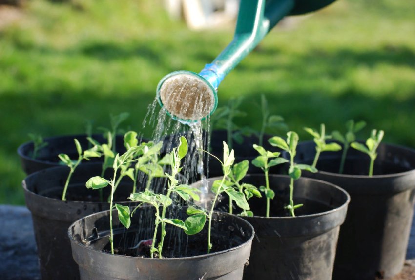 Правильний полив розсади Правильний полив розсади