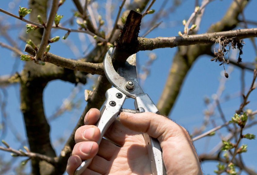 Обрізка плодових дерев у березні Обрізка плодових дерев у березні