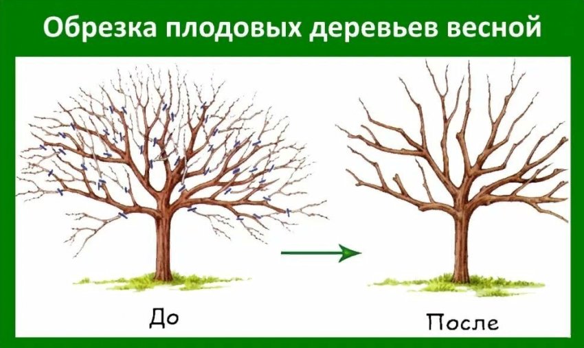 Обрізка плодових дерев у березні Обрізка плодових дерев у березні