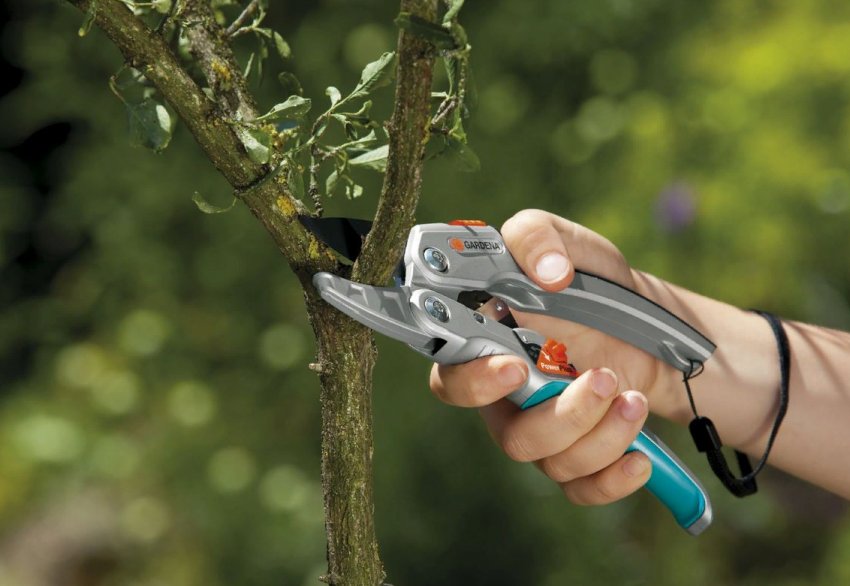 Обрізка плодових дерев у березні Обрізка плодових дерев у березні