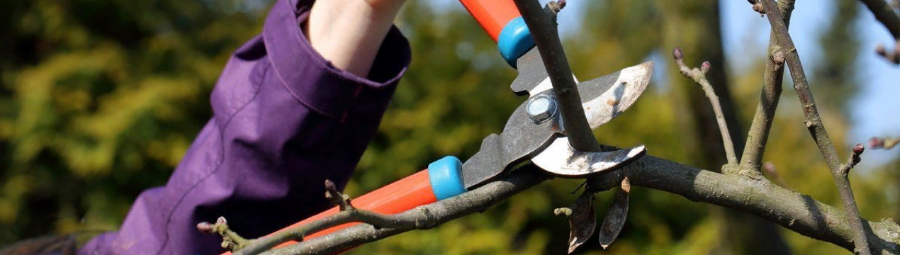 Обрізка плодових дерев в березні