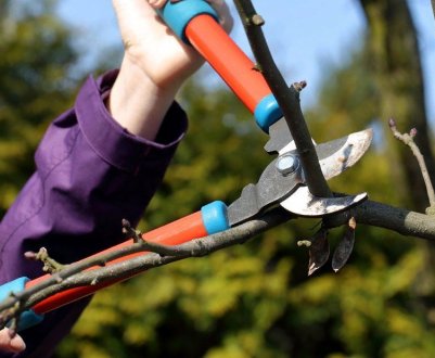 Обрізка плодових дерев в березні