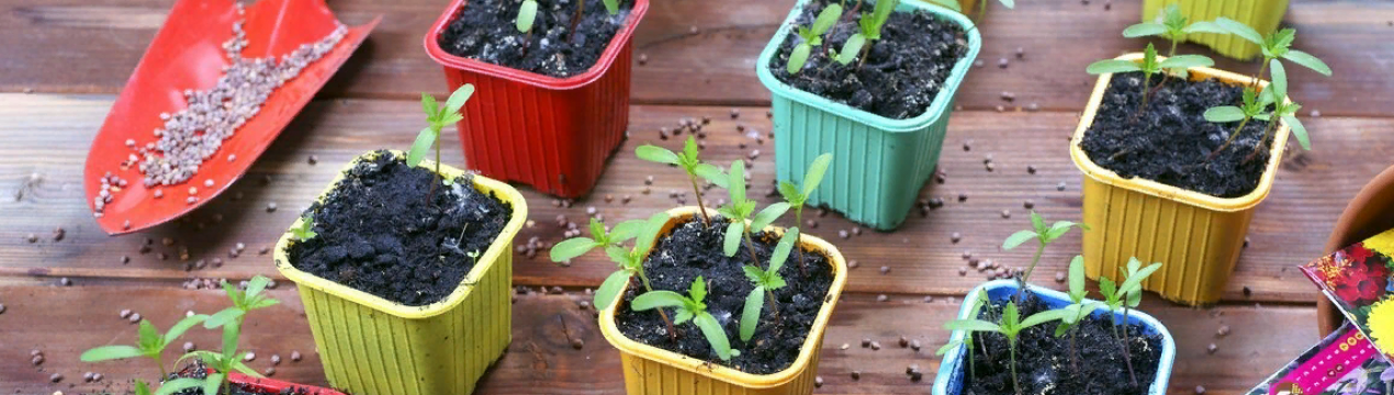 9 рослин, які потрібно посівати у березні на розсаду