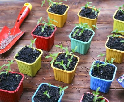 9 рослин, які потрібно посівати у березні на розсаду