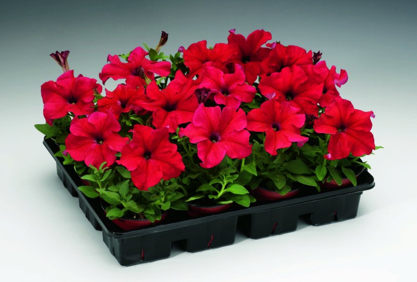 Що пора посівати в березні на розсаду