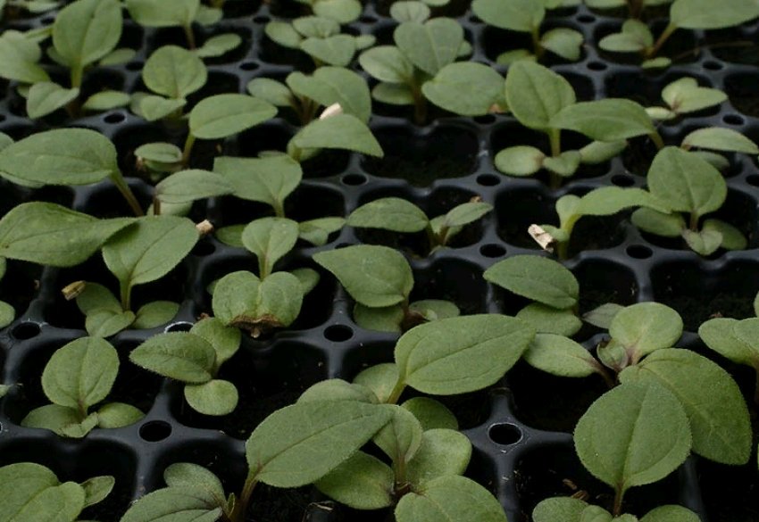 Що пора сіяти в березні на розсаду