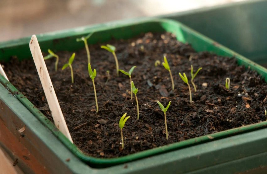 Що пора сіяти в березні на розсаду