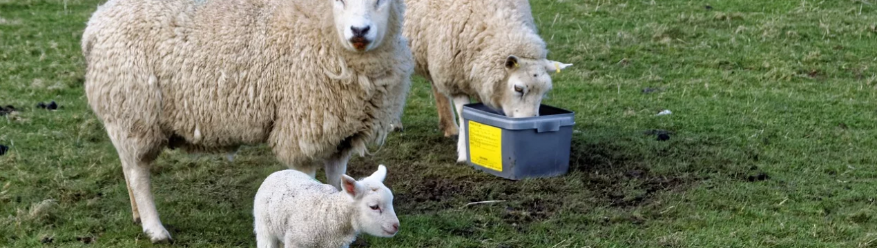 Багато шуму з нічого або як сім'я з Корка радується п'яти ягнятам