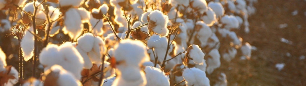 Adidas та Ikea очолюють рейтинг стійкості бавовни до 2020 року