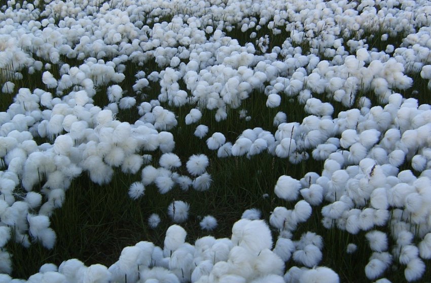 Adidas і Ikea очолюють рейтинг стійкості бавовни до 2020 року Adidas і Ikea очолюють рейтинг стійкості бавовни до 2020 року